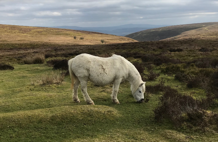 Shropshire Hills Walking Holiday: Long Mynd